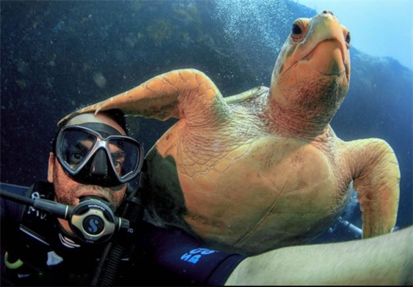 عکس سلفی با لاک‌پشت