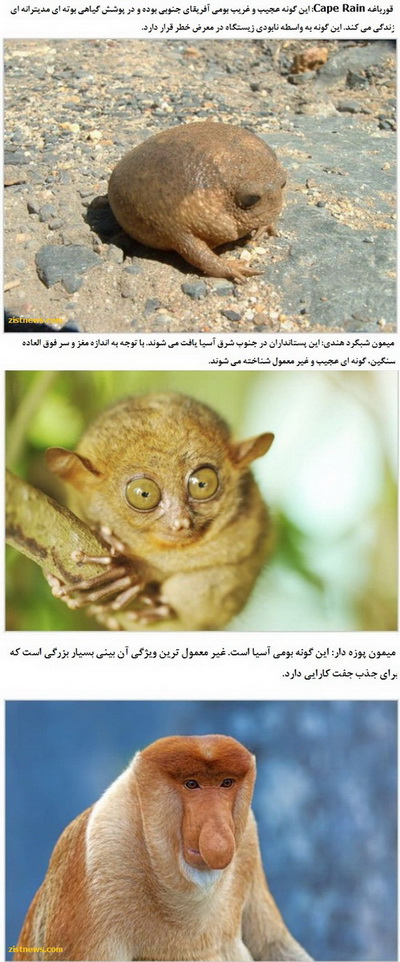 تصاویر/ عجیب و غریب های حیات وحش!