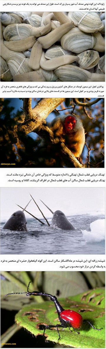 تصاویر/ عجیب و غریب های حیات وحش!