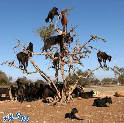 بزهایی که روی درخت چرا می کنند! +تصاویر