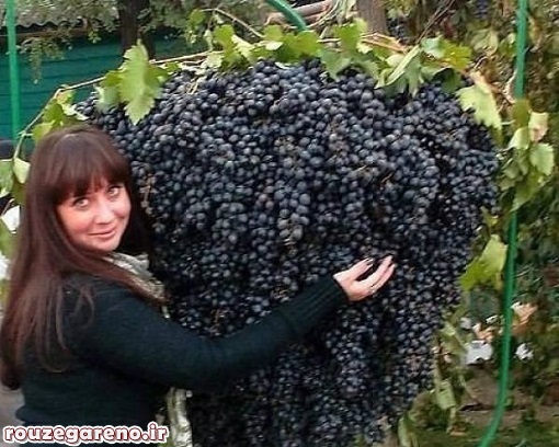 عکس/ پربار ترین درخت انگور جهان
