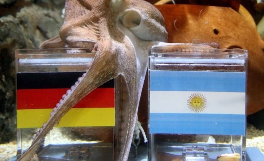 پیش بینی پسر هشت پای معروف ازفینال+ عکس