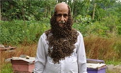 زنبورها این مرد را دوست دارند + تصاویر
