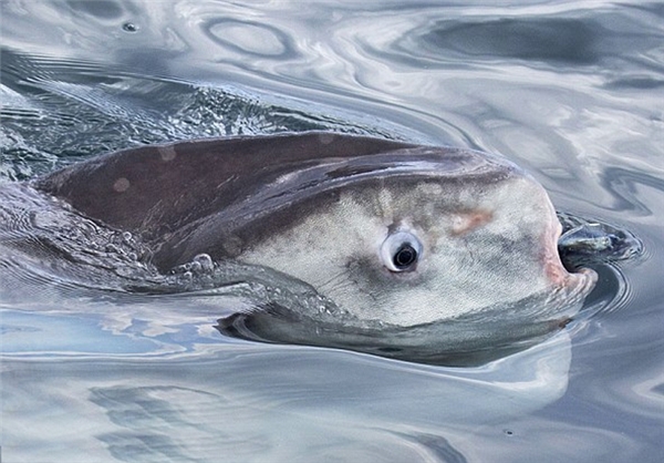 عکس/ عجیب‌ترین ماهی دنیا