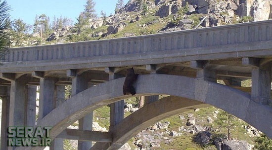 تصاویر/ خودکشی یک خرس