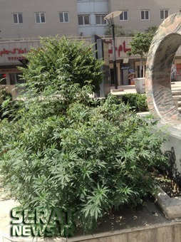 کاشت ماری جوانا به جای گل در تهران! +عکس کاشت ماری جوانا به جای گل در تهران! +عکس