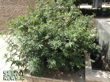 کاشت ماری جوانا به جای گل در تهران! +عکس کاشت ماری جوانا به جای گل در تهران! +عکس