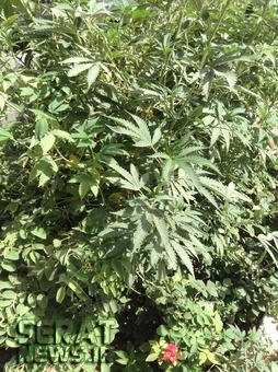 کاشت ماری جوانا به جای گل در تهران! +عکس کاشت ماری جوانا به جای گل در تهران! +عکس
