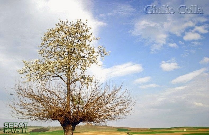 رشد یک درخت روی درخت دیگر!؟/تصاویر