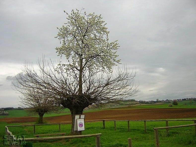 رشد یک درخت روی درخت دیگر!؟/تصاویر