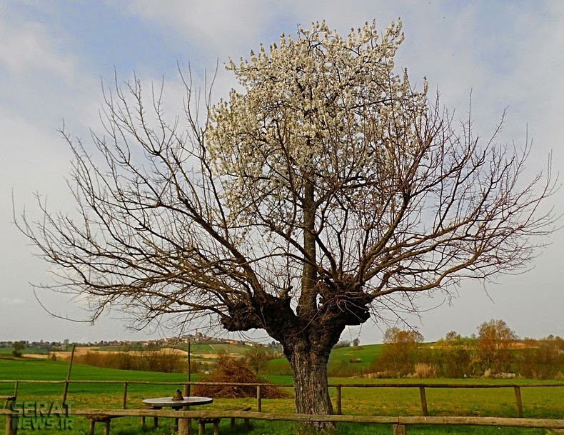 رشد یک درخت روی درخت دیگر!؟/تصاویر