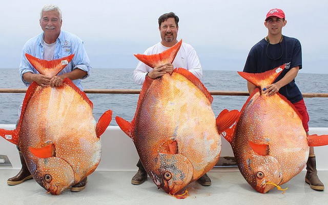عکس / صید همزمان 3 ماهی بزرگ (انگلیس)