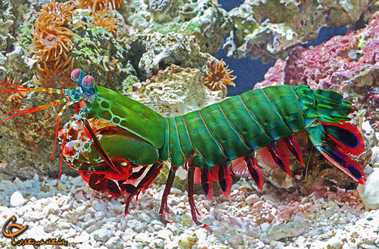 عکس/ رنگی‌ترین موجود دنیا