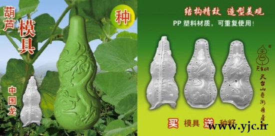پرورش سبزیجات عجیب در چین +عکس