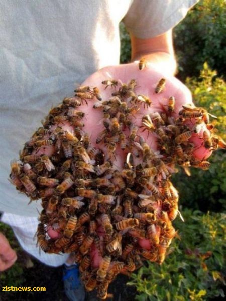 عکس/ دستکش زنبوری!