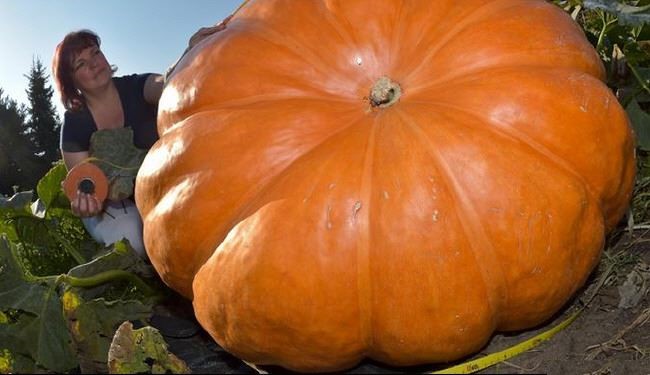 عکس/ کدو تنبل 800 کیلویی در آلمان عکس/ کدو تنبل 800 کیلویی در آلمان