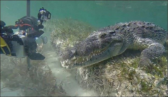 عکس/ غواصی با تمساح غول‌پیکر