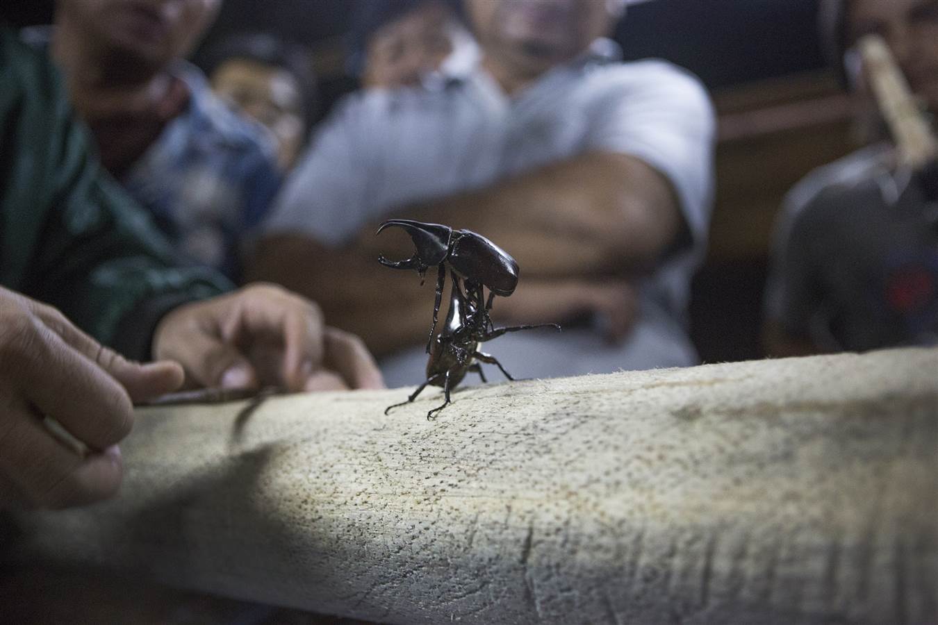 عکس/ رقابت سوسکهای شاخگوزنی! عکس/ رقابت سوسکهای شاخگوزنی!