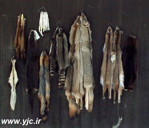 6 پول عجیب و غریب در دنیا +تصاویر 6 پول عجیب و غریب در دنیا +تصاویر