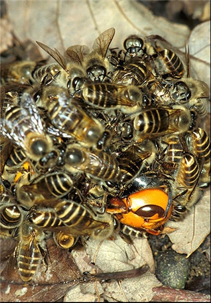 اتحاد زنبورها در حمله به دشمن+تصاویر