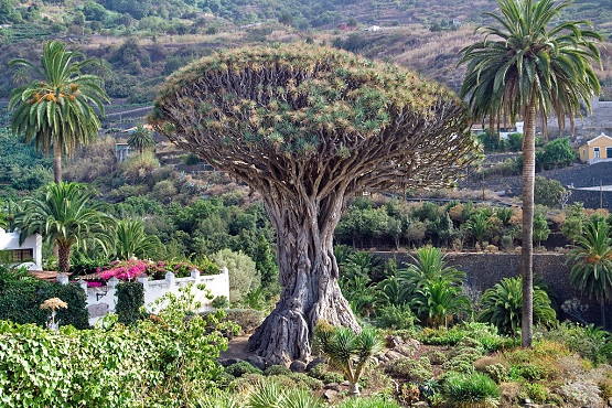 عکس/ درخت مختص به جزایر قناری