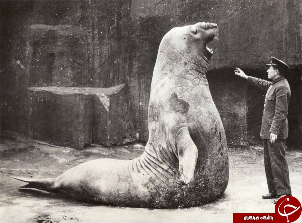 عکس/ فیل دریایی سال 1936!