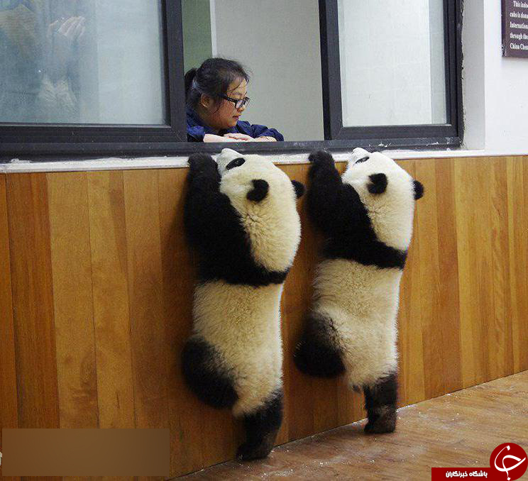 عکس/ بوفه مدرسه پانداها