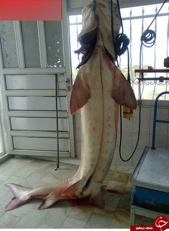 عکس/ صید بزرگترین ماهی خاویاری درایران