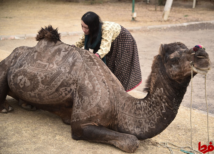 عکس/ نقاشی بر روی شتر!