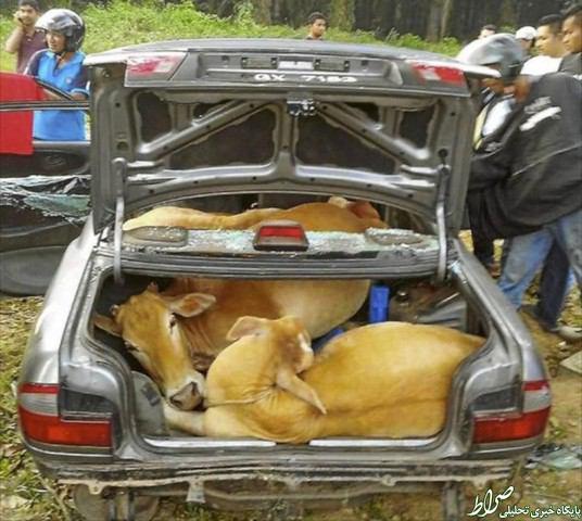 عکس/ حمل 4 گاو با خودروسواری درمالزی عکس/ حمل 4 گاو با خودروسواری درمالزی