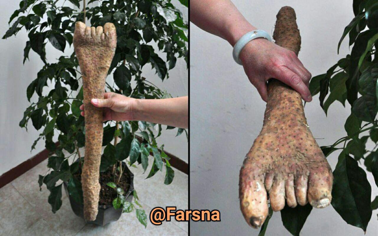 عکس/ سیب زمینی عجیب و غریب عکس/ سیب زمینی عجیب و غریب