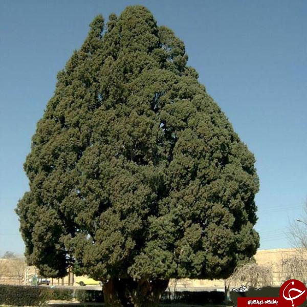 سرو چهار هزار ساله در ایران + تصاویر سرو چهار هزار ساله در ایران + تصاویر