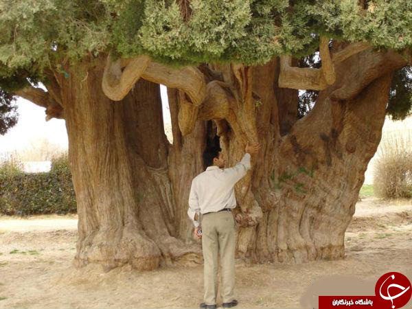 سرو چهار هزار ساله در ایران + تصاویر سرو چهار هزار ساله در ایران + تصاویر