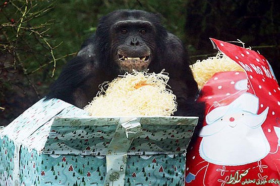 هدایای کریسمس برای حیوانات +تصاویر