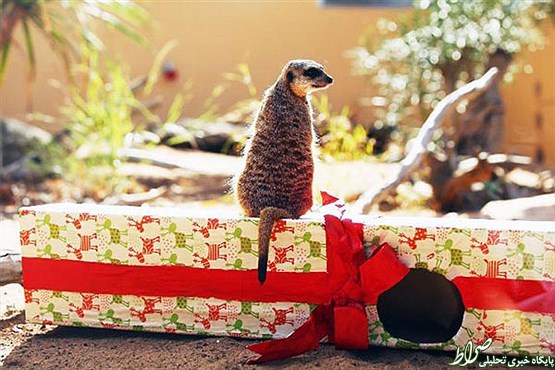 هدایای کریسمس برای حیوانات +تصاویر