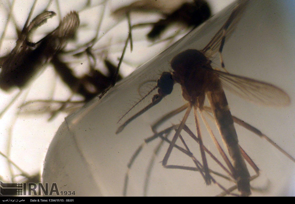 عکس/ پشه Aedes ناقل ویروس زیکا