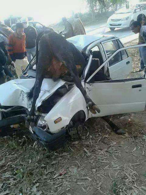 عکس/ تصادف پراید با گاو