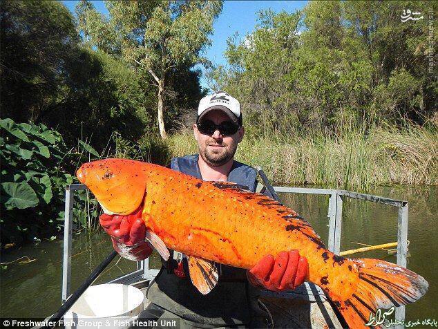 عکس/ ماهی قرمز 8 کیلویی در استرالیا