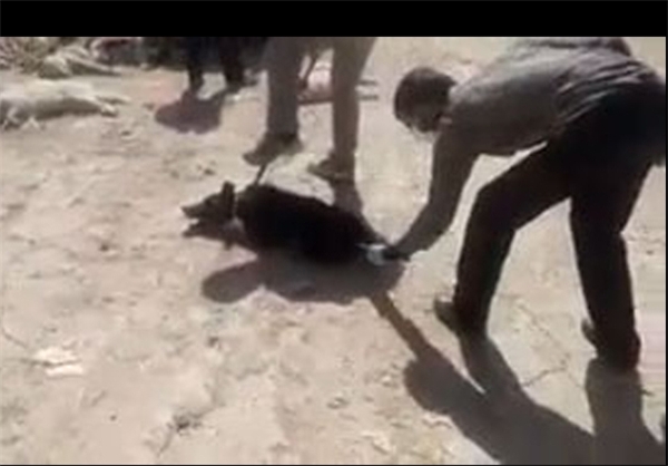 انسانها به کنار!/ ابتکار بین گوزن و سگ هم فرق گذاشت! انسانها به کنار!/ ابتکار بین گوزن و سگ هم فرق گذاشت!