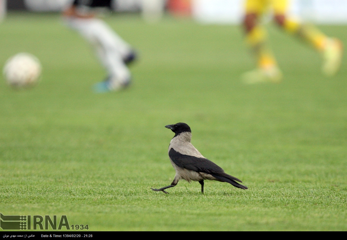 عکسی جالب از دیدار تیمهای نفت و صبا عکسی جالب از دیدار تیمهای نفت و صبا