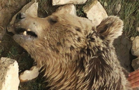 قتل بیرحمانه یک خرس در کرمانشاه +تصاویر