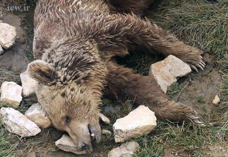 قتل بیرحمانه یک خرس در کرمانشاه +تصاویر