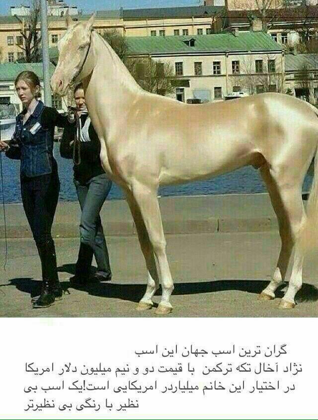 قیمت اسب لاریجانی