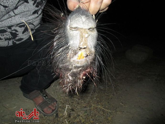 عکس/ جانور ناشناخته در مسجد سلیمان عکس/ جانور ناشناخته در مسجد سلیمان