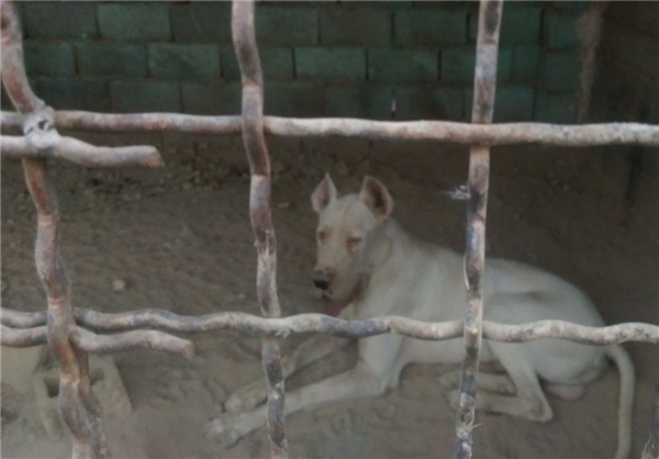 باغ وحش یا شکنجه‌گاه حیوانات؟+تصاویر