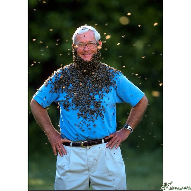 عکس/ رابطه خوب حشره شناس با زنبور!