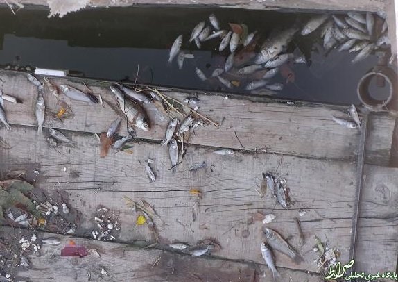 فجیع ماهی‌ها در دریاچه«کیو» +تصاویر