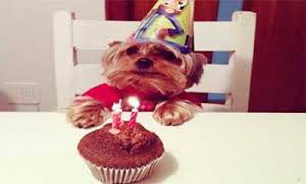 جشن تولد برای سگها در پایتخت +تصاویر