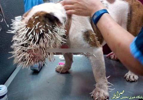عکس/ عاقبت بازی سگ با جوجه تیغی!