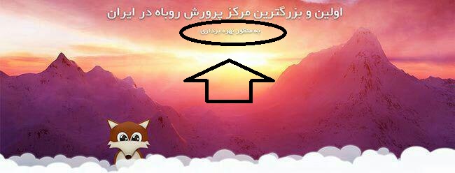 پرورش و ذبح شرعی حیوان حرام گوشت با مجوز محیط زیست! +عکس